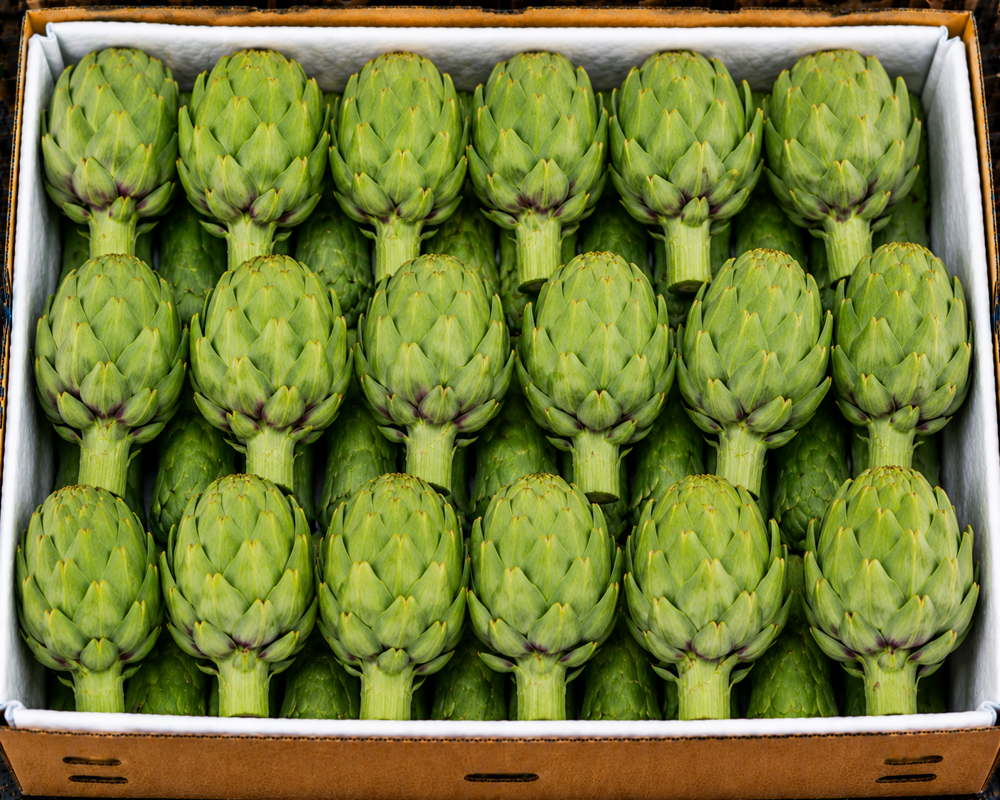 Artichoke