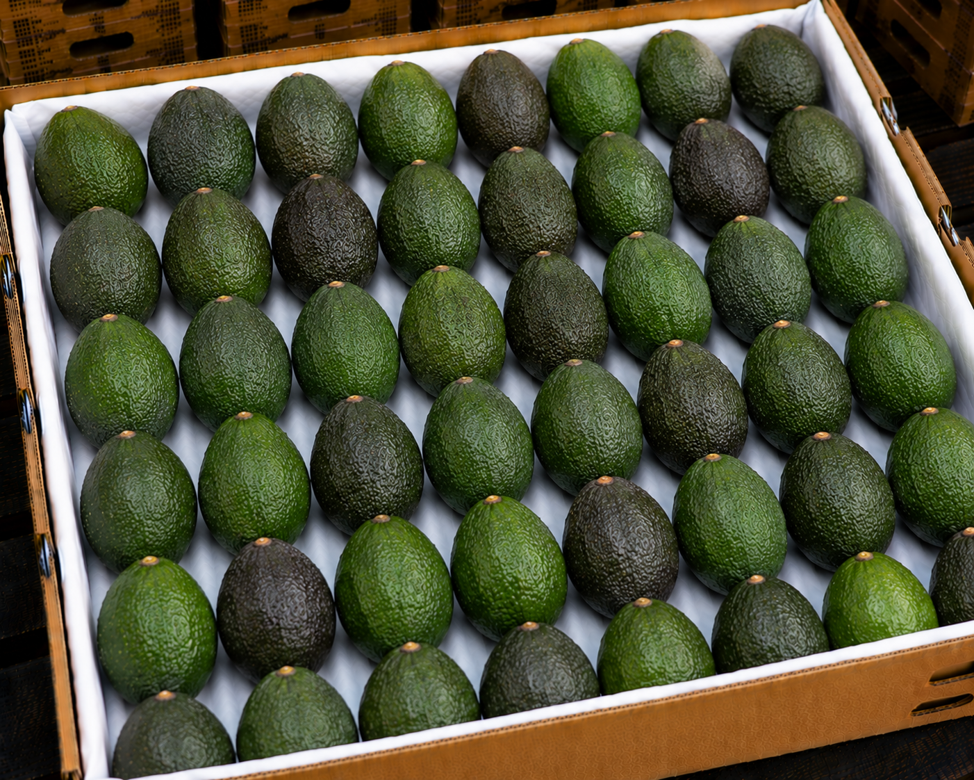 Avocado
