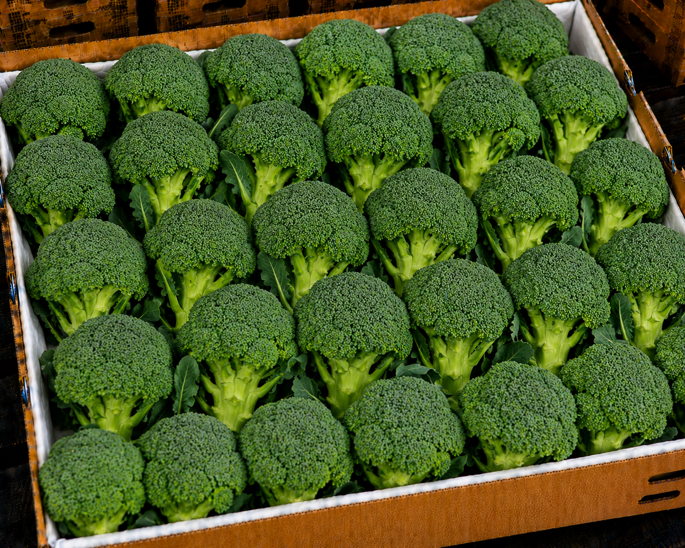 Broccoli