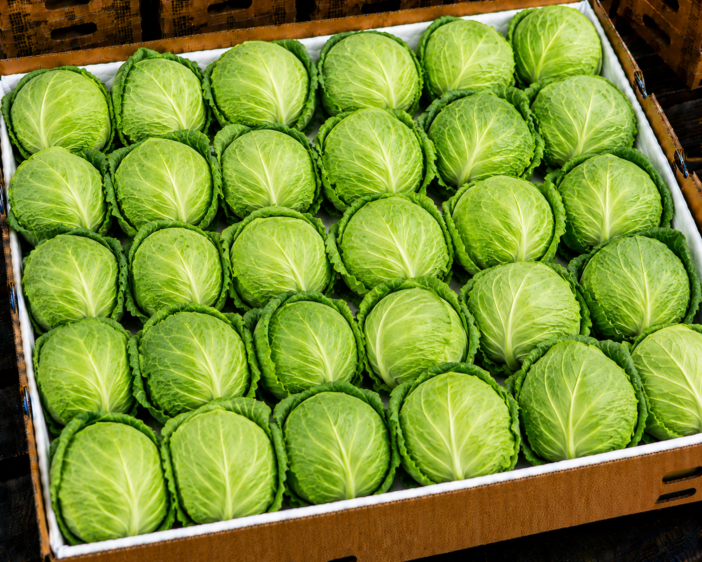 Cabbage