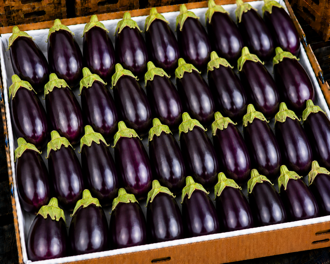 Eggplant