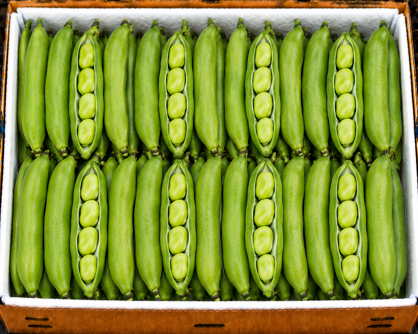 Fava beans