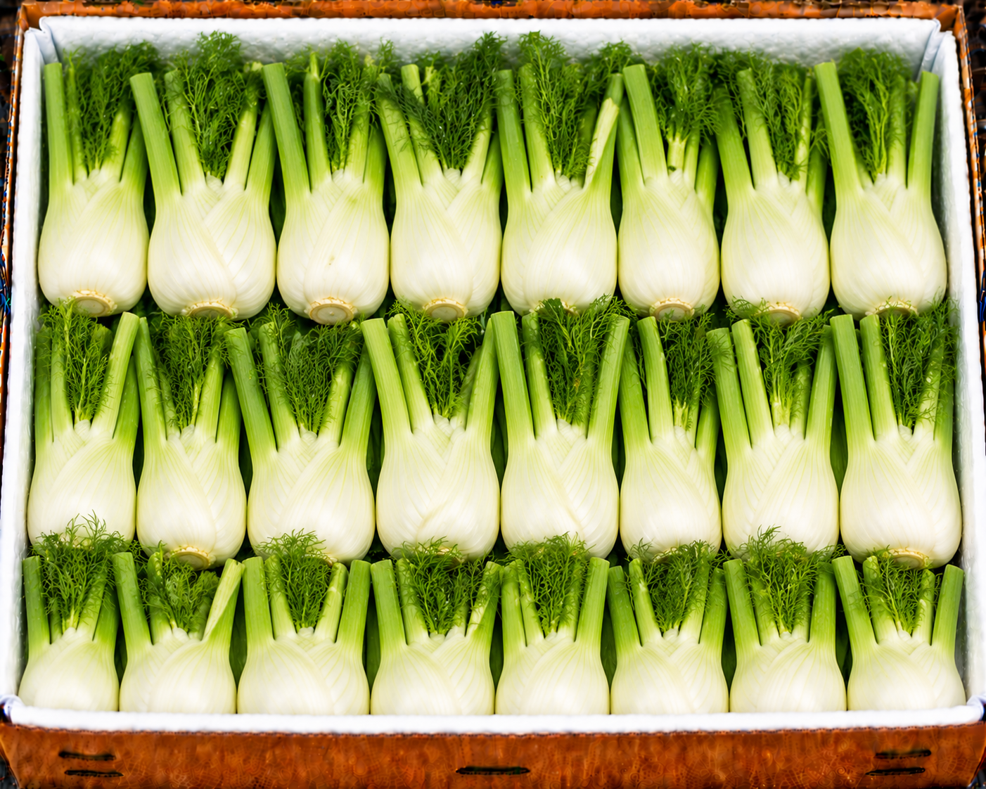 Fennel