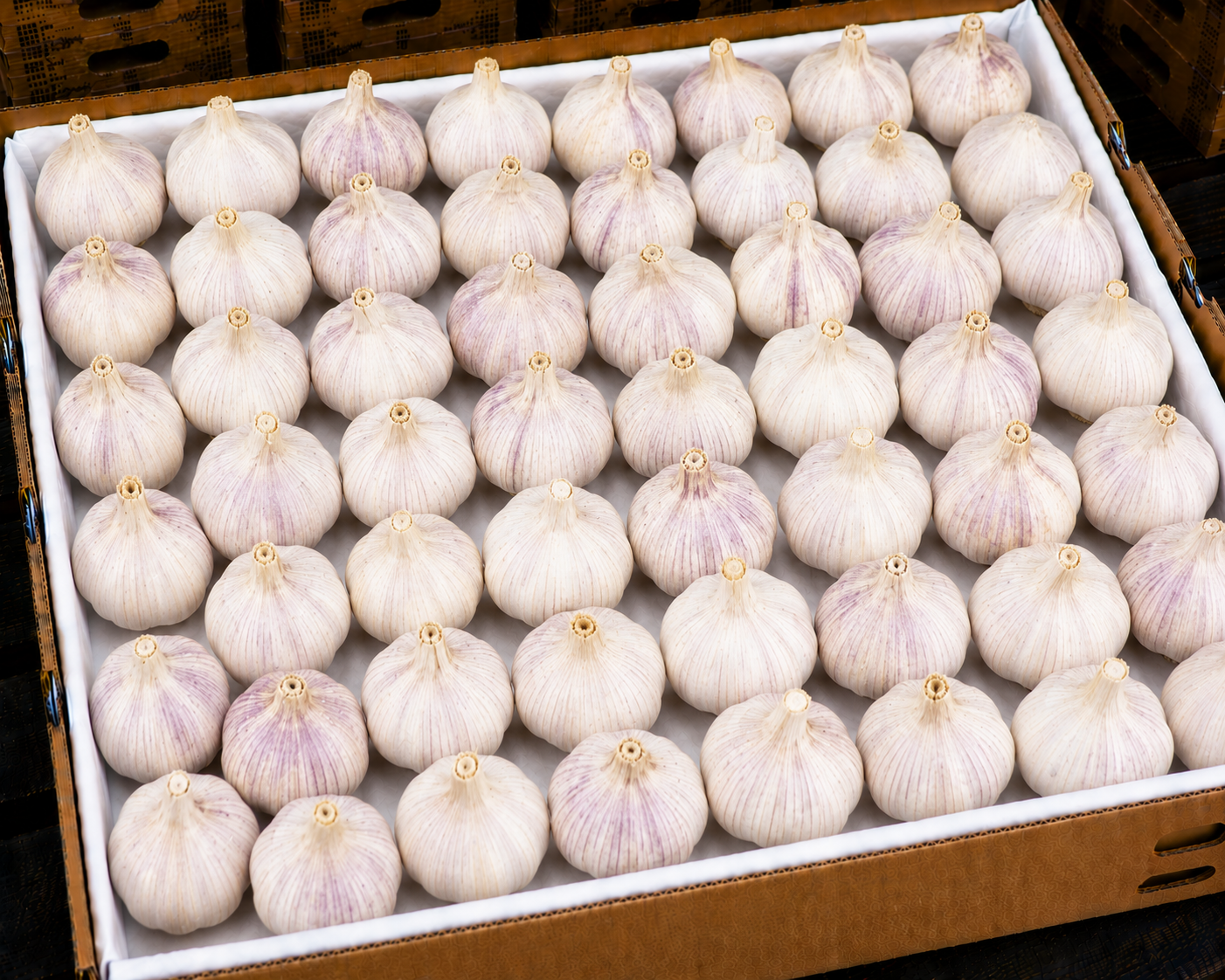 Garlic
