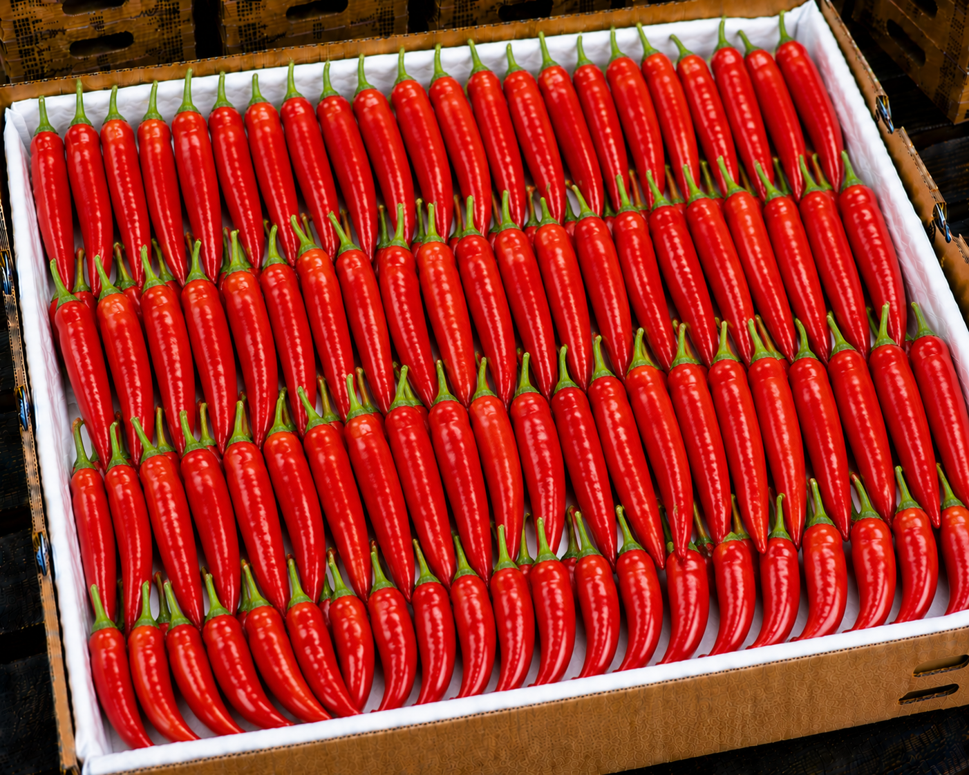 Hot peppers