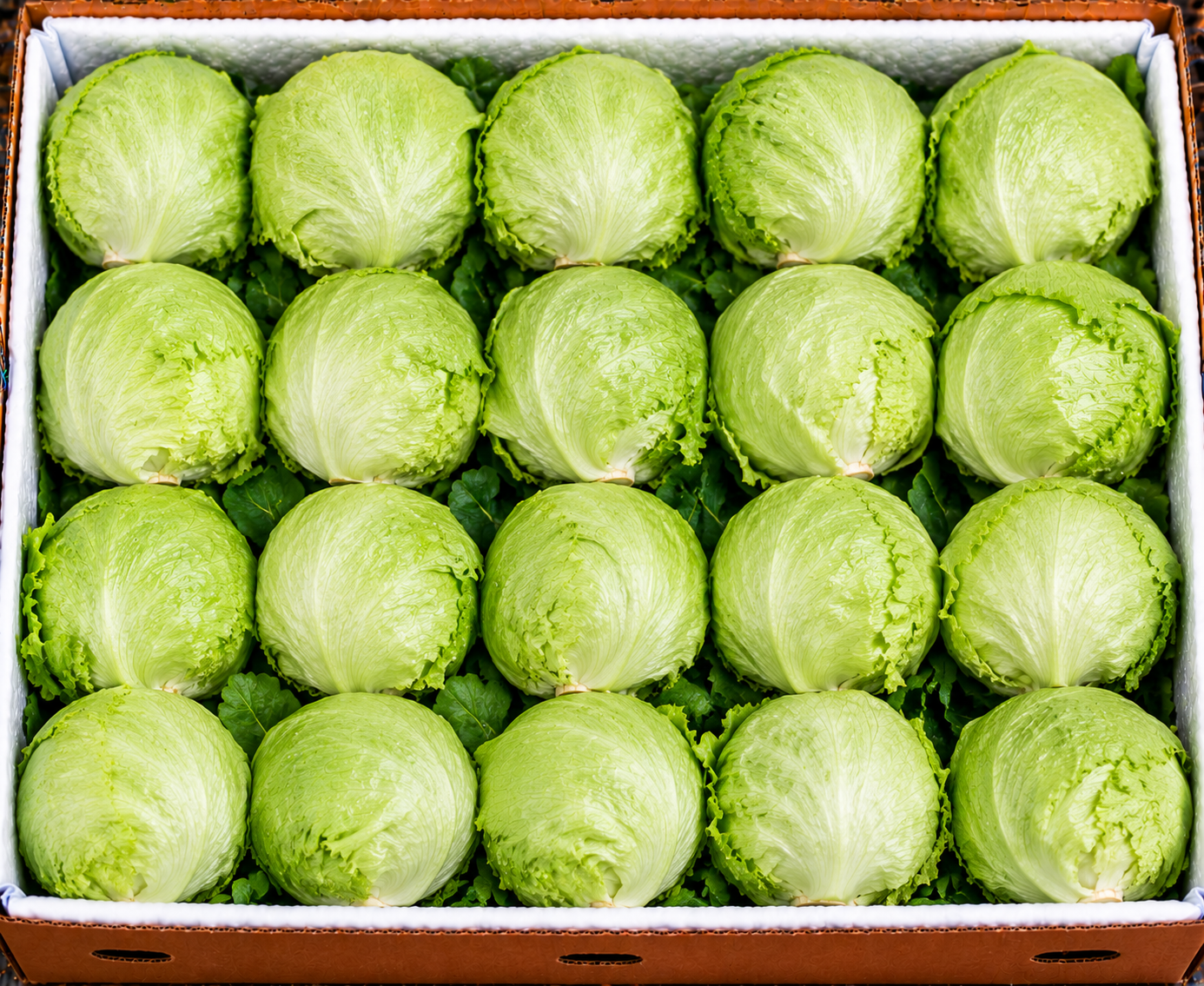 Iceberg lettuce