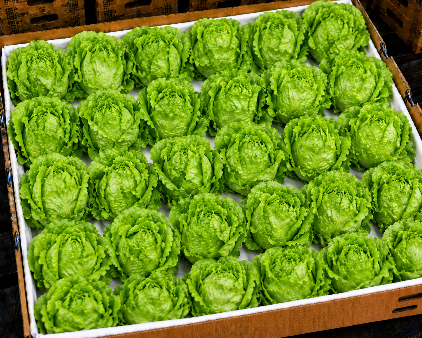 Lettuce