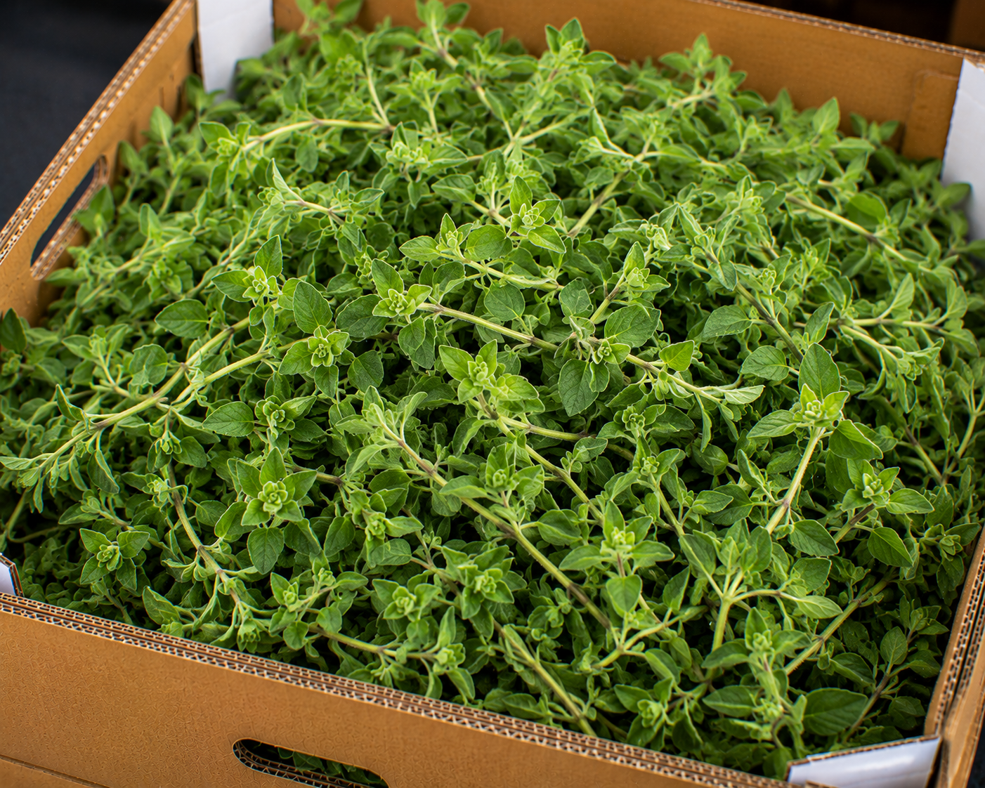 Marjoram