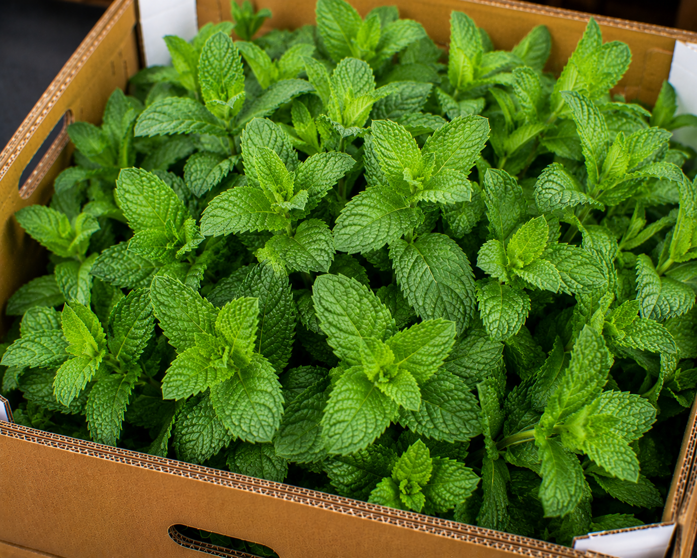 Mint