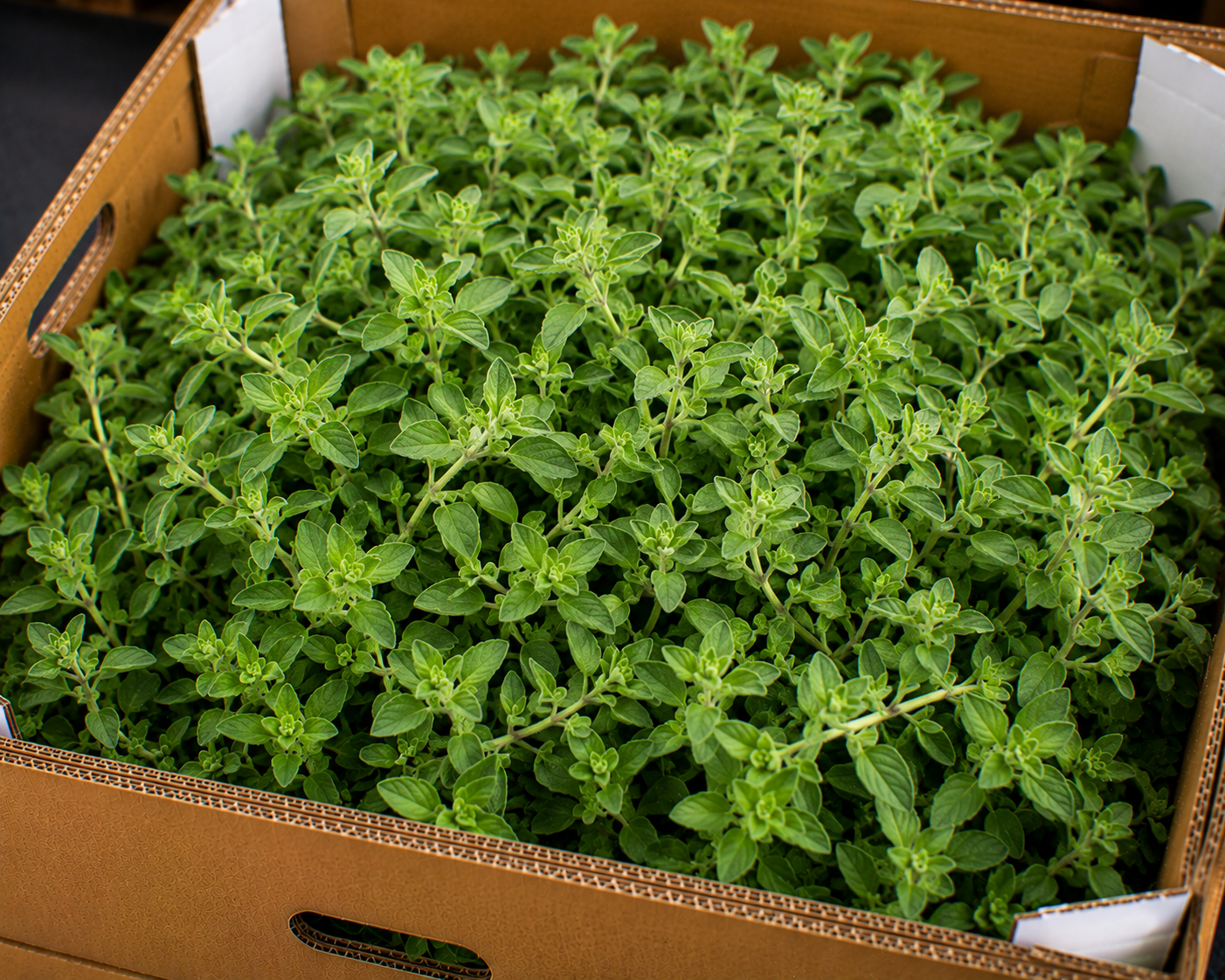 Oregano