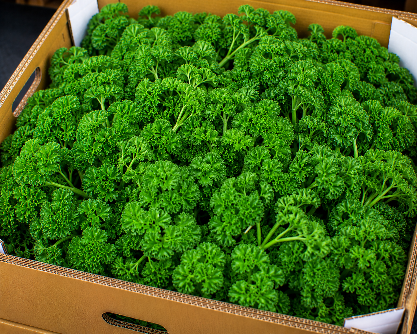 Parsley