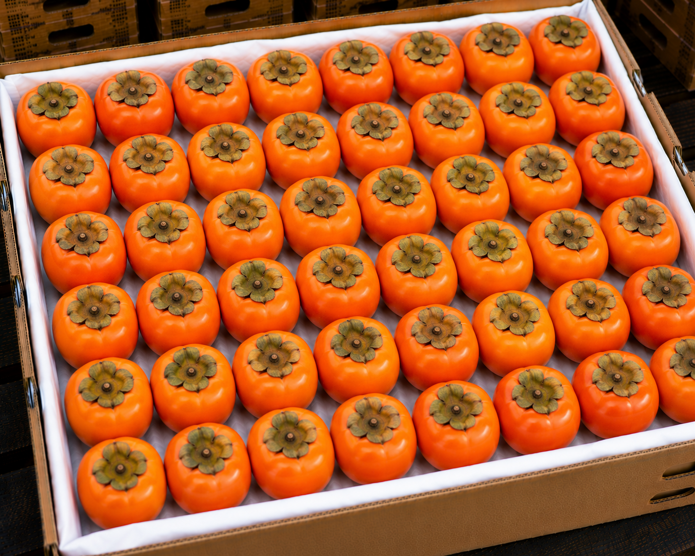 Persimmon