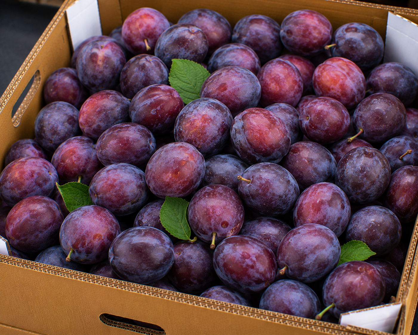 Plums