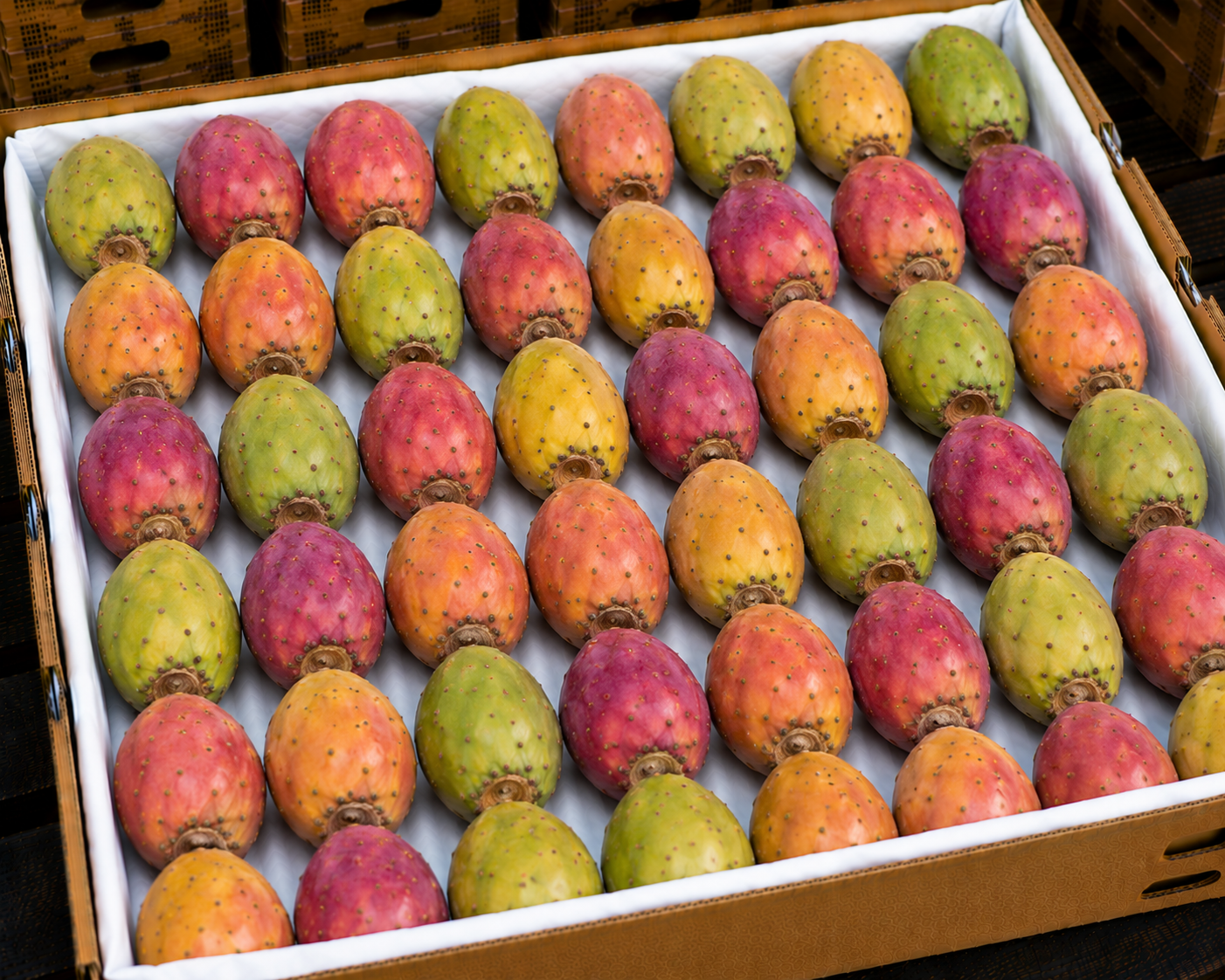 Prickly pear