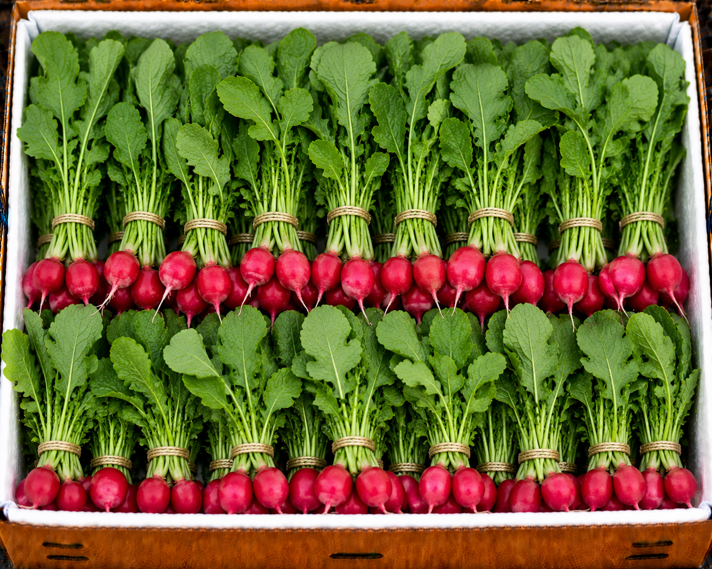 Radish
