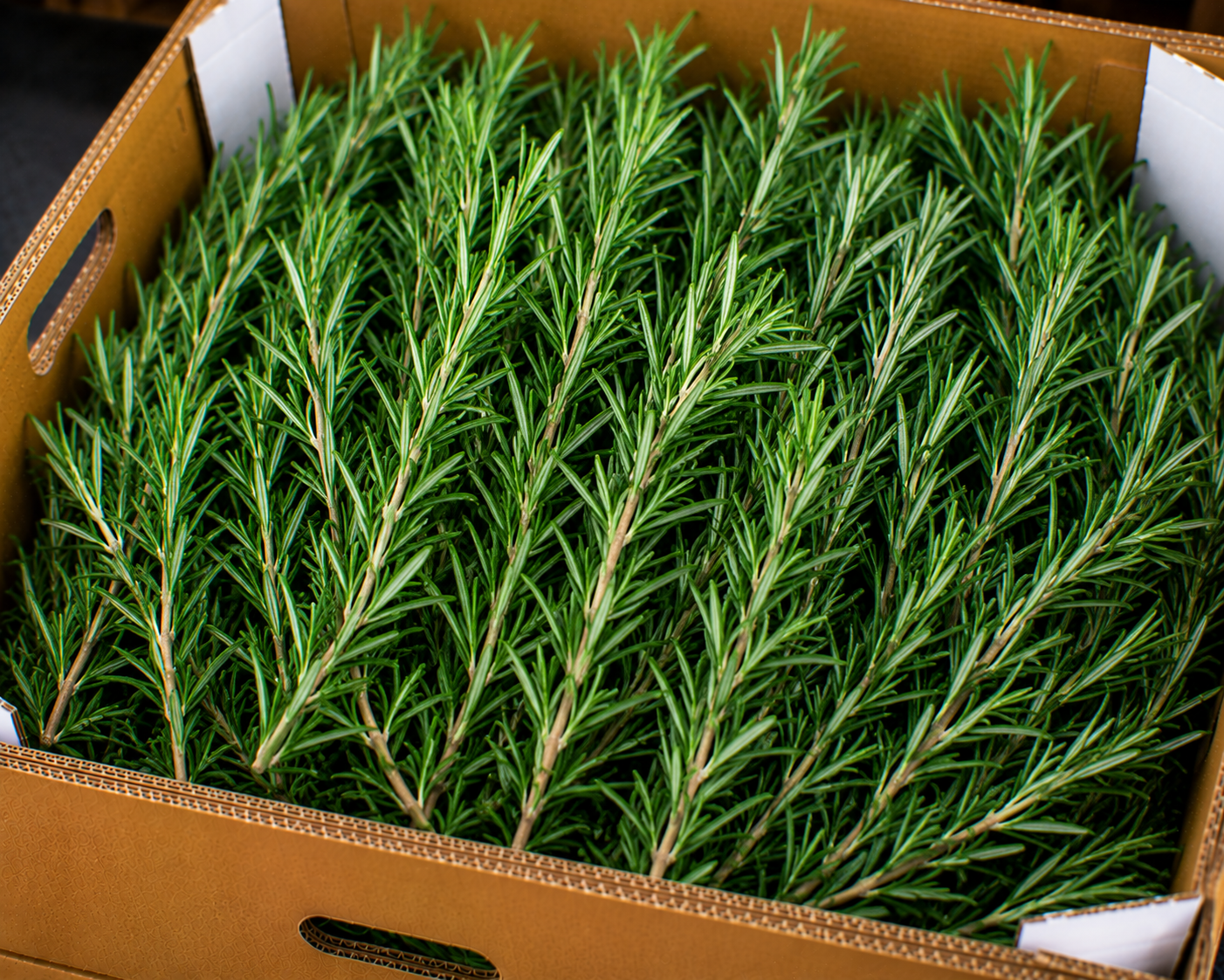 Rosemary