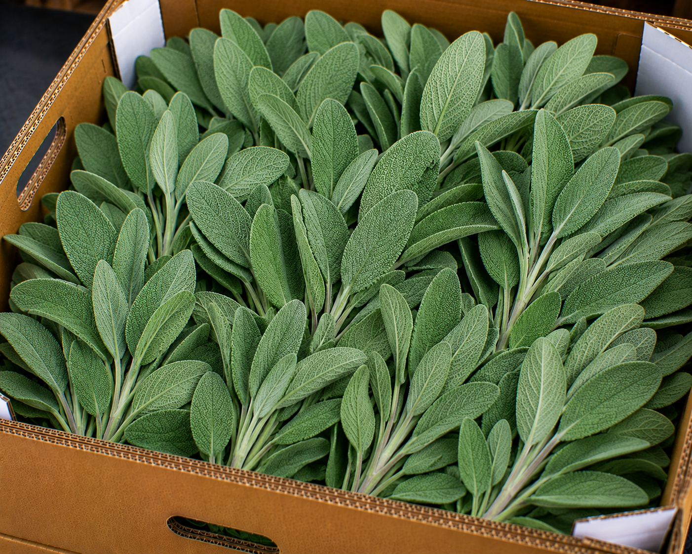 Sage