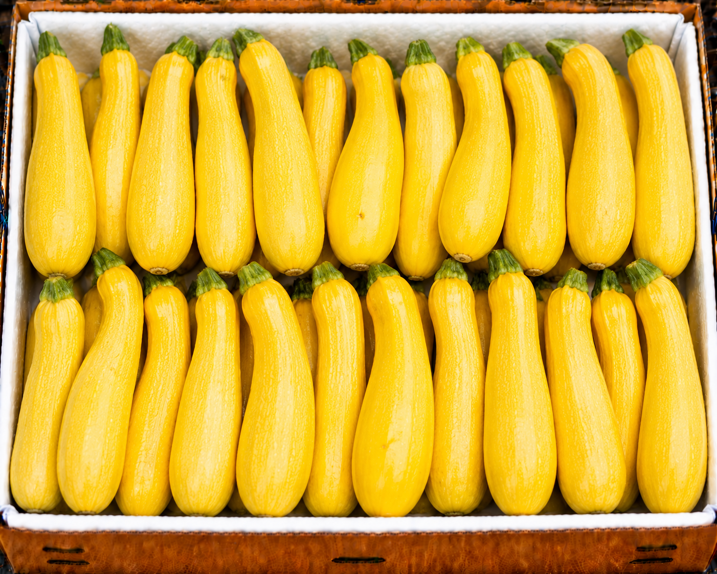 Squash