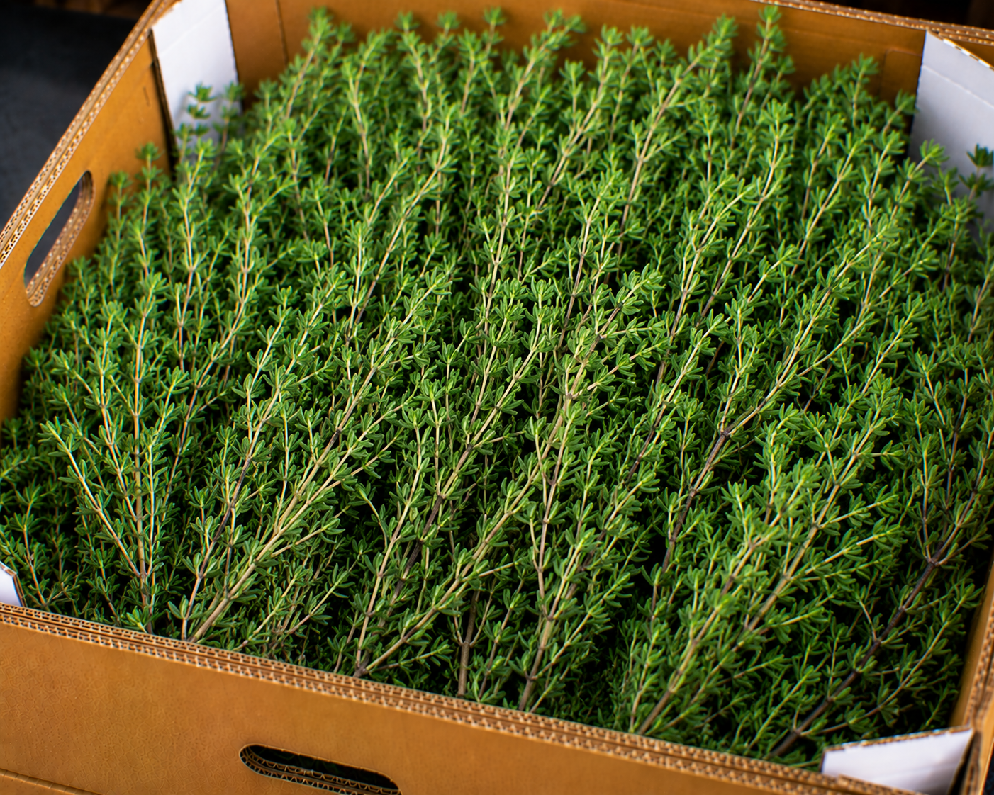 Thyme