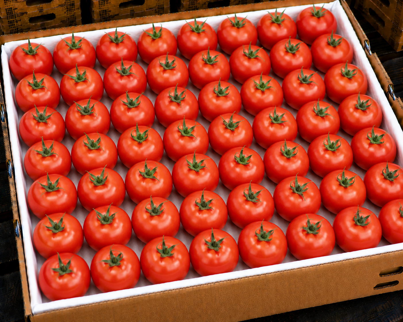 Tomatoes