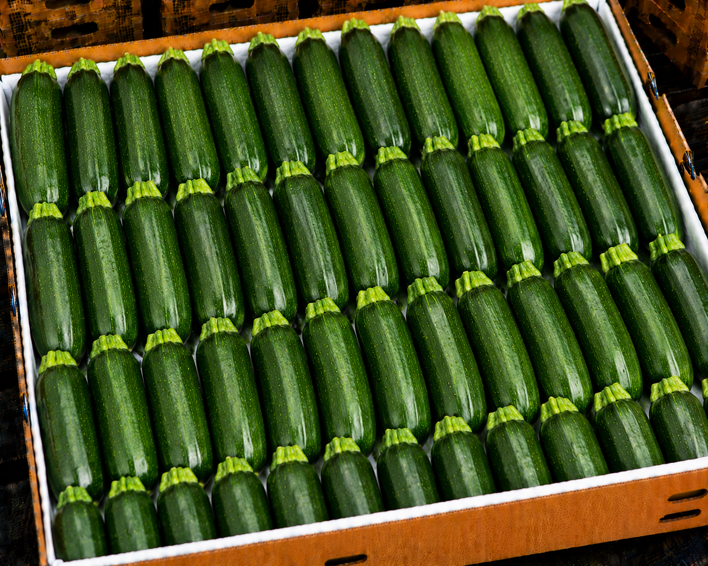 Zucchini